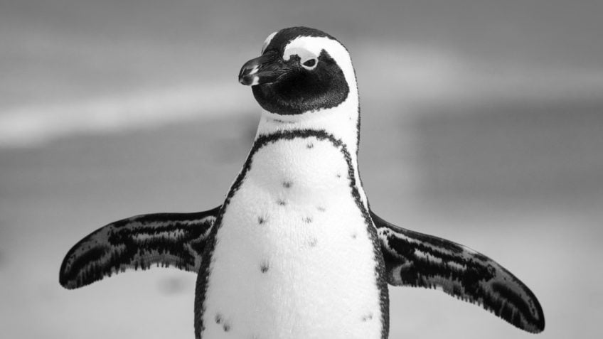739 pinguins-de-magalhães são encontrados mortos no litoral sul de SP