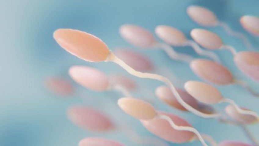 Falta de proteína na gravidez pode comprometer espermatozoides