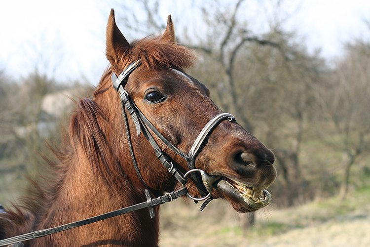Tradição em risco: especialista alerta para cuidados essenciais com cavalos nas cavalgadas após caso de maus-tratos no Vale do Paraíba