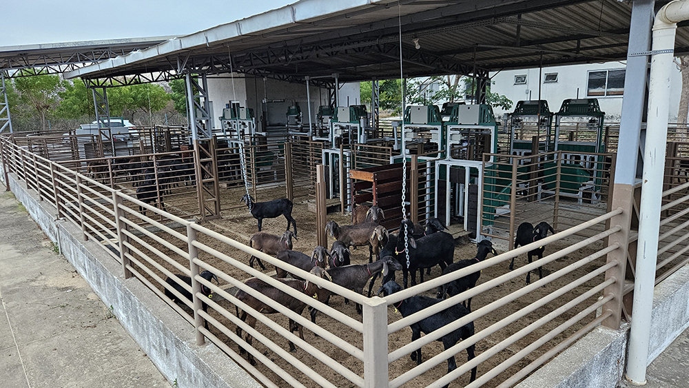 Novo serviço da Embrapa seleciona caprinos e ovinos pela eficiência alimentar