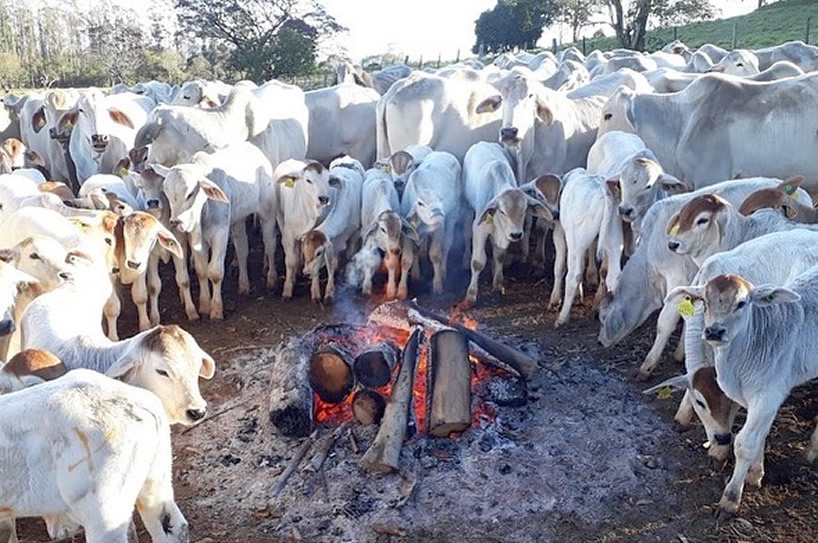 Cuidados com bovinos na época mais fria do ano