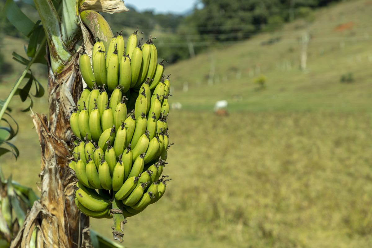 O que a febre oropouche no Sudeste tem a ver com o plantio de bananas