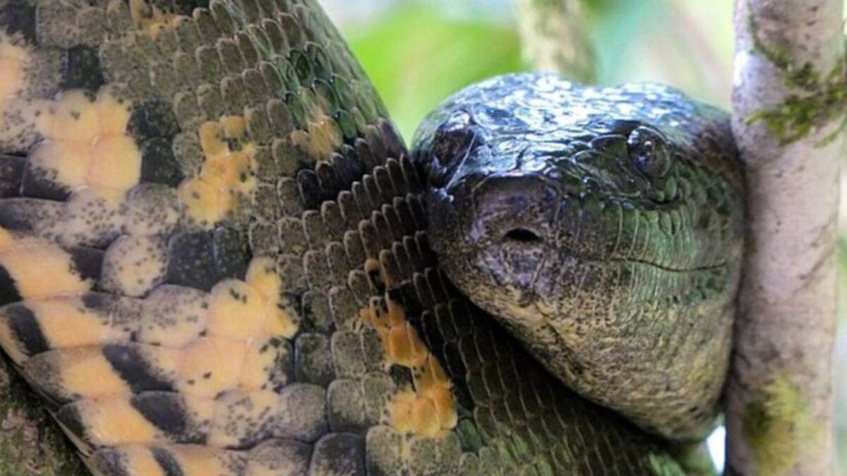 Nova sucuri é coroada a maior do mundo com 6,3 metros e 200 kg; fotos