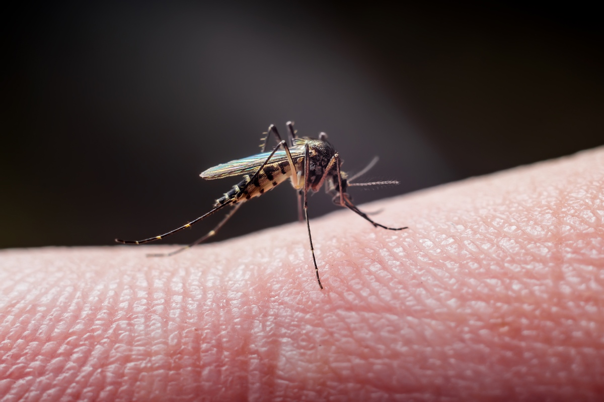 Doenças transmitidas por mosquitos batem recorde na Europa