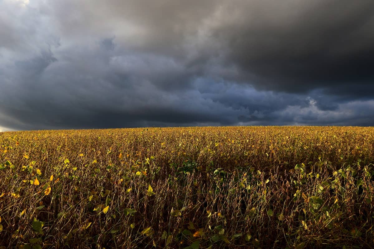Embrapa analisa impacto do El Niño e da La Niña na produção de grãos