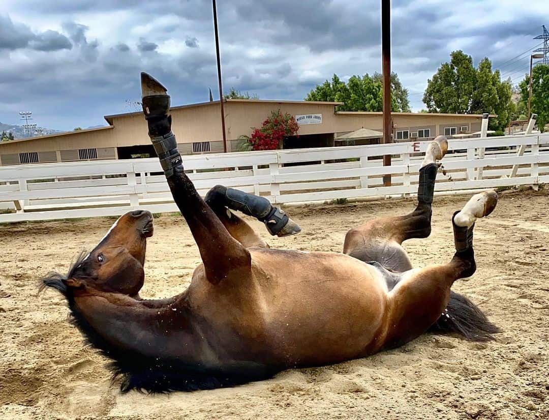 Cólica equina e o perigo do manejo incorreto que mata os cavalos
