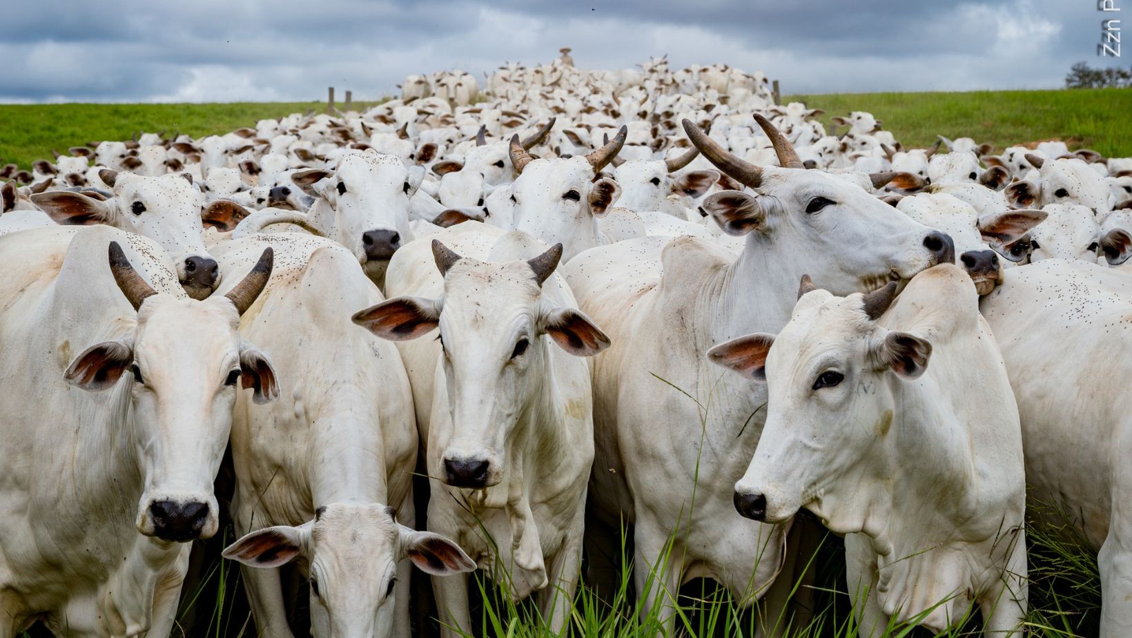 Brasil precisa verticalizar produção de alimentos
