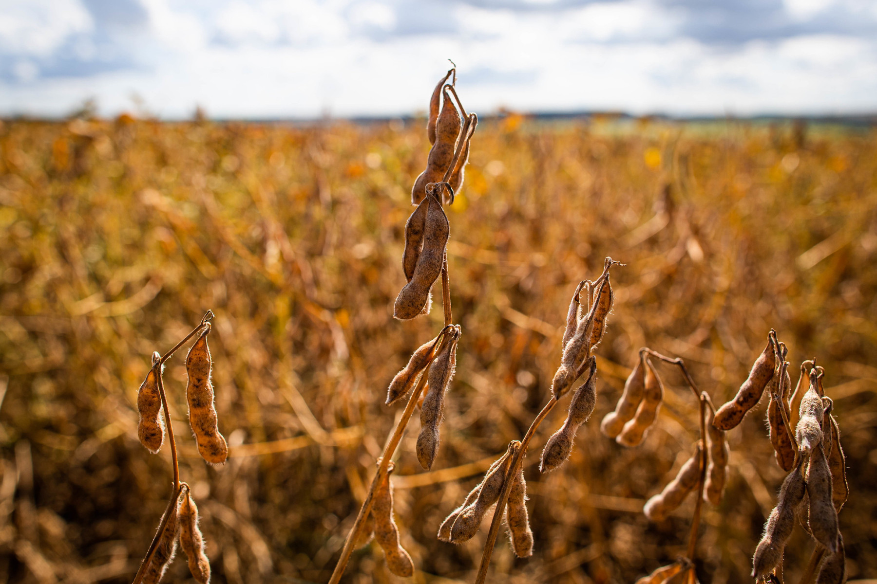 Período mais seco e quente no primeiro semestre de 2025 causa impacto à produção agrícola brasileira