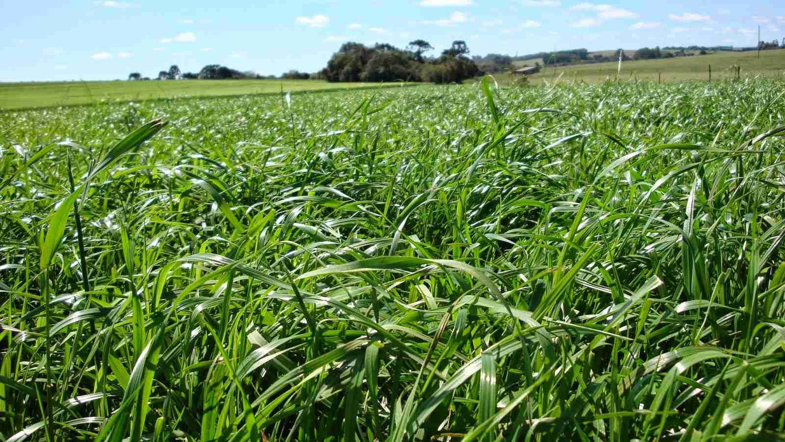 Inoculantes em pastagens: resiliência para sistemas pecuários e dinheiro no bolso do pecuarista