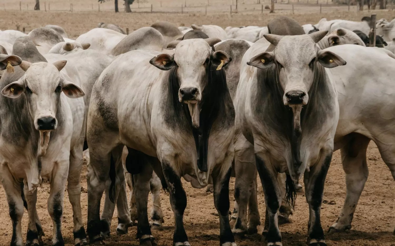 Boi gordo mantém viés de alta enquanto pecuaristas controlam as vendas; veja cotação