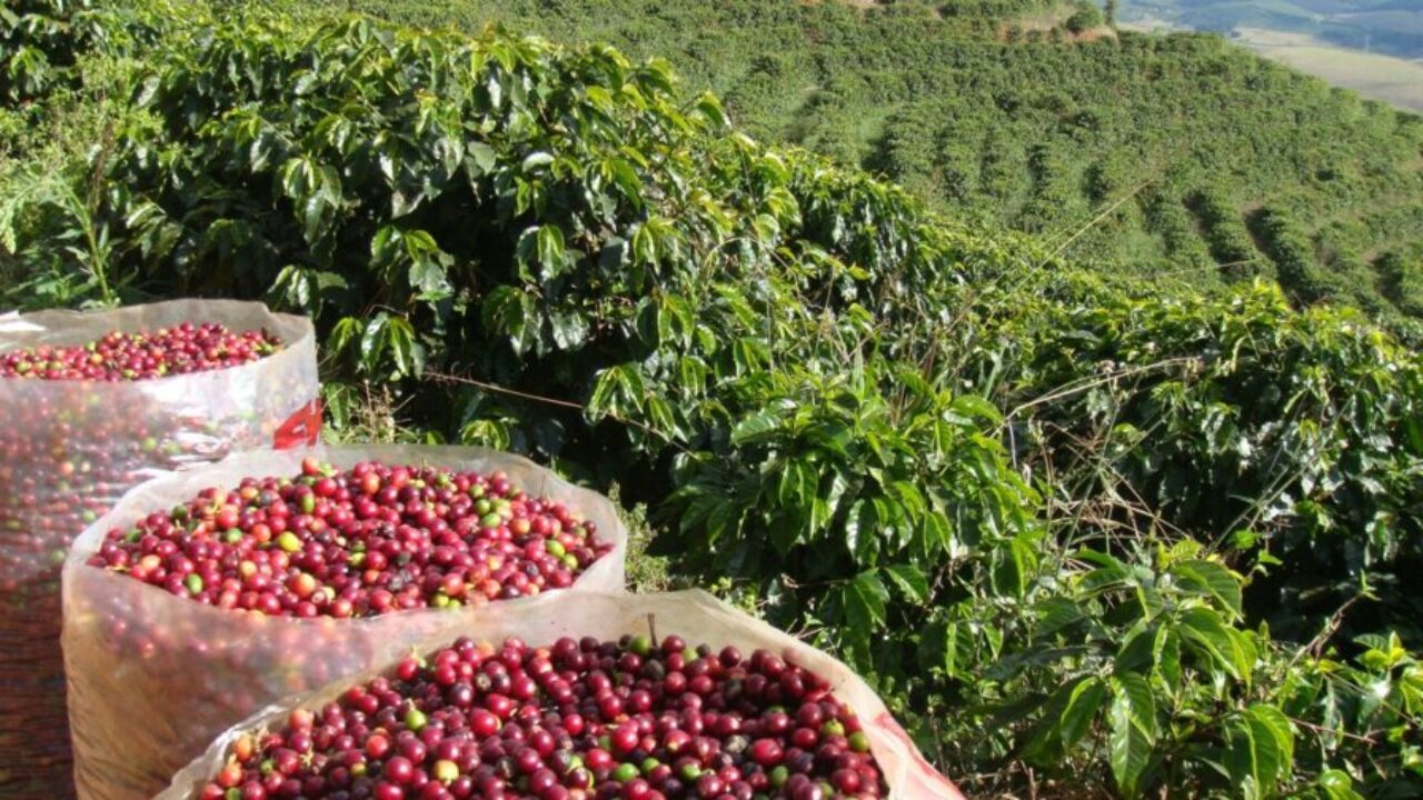 Alta de preço do café robusta já supera os 40% no mês