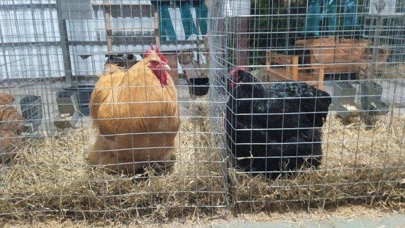 Depois de dois anos, aves e pássaros voltam à Expointer