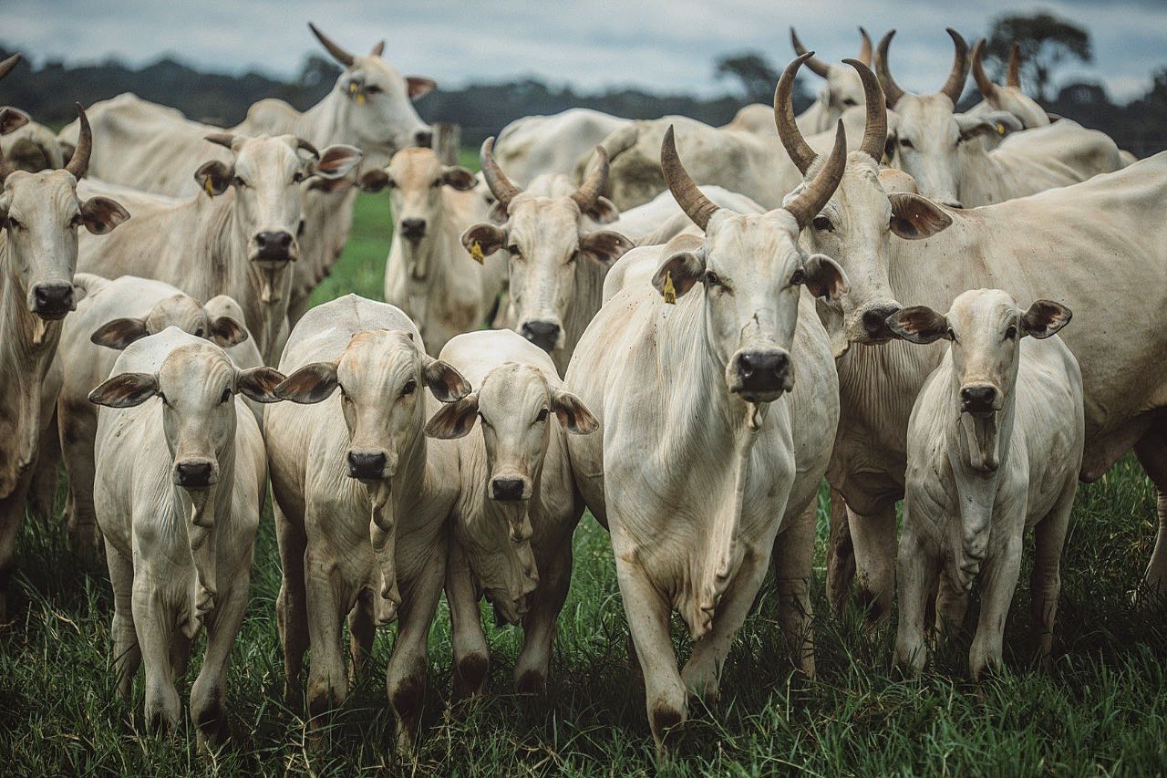 Menor participação de matrizes deixa “fábrica” de bezerros de MT com menor produção