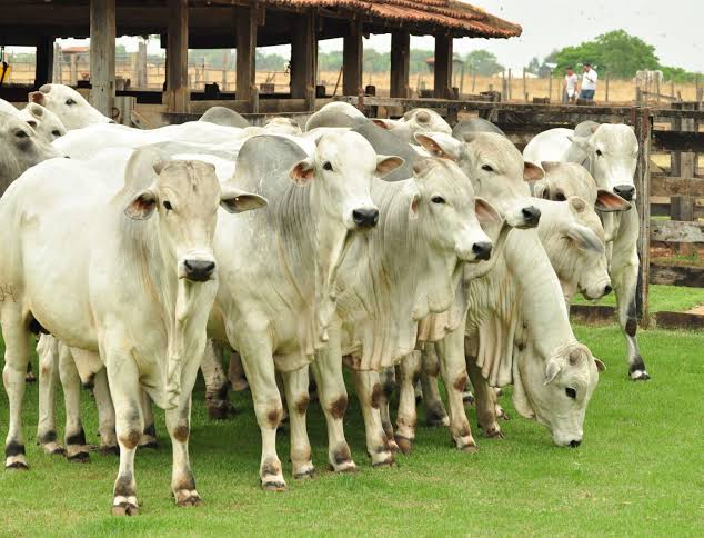 Boi gordo vive “cabo de guerra” com pecuaristas levando a melhor; veja as cotações da arroba