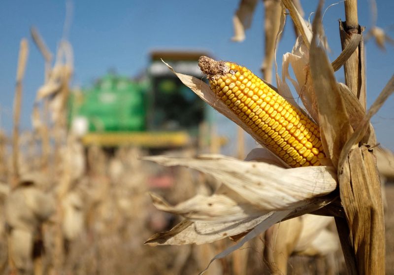 Cancelamentos superam vendas de milho nos EUA em 17,8 mil t, revela USDA