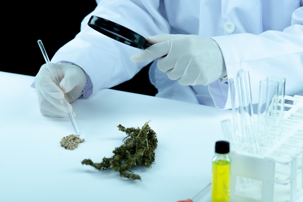 Acordo vai impulsionar o setor de cannabis no Brasil