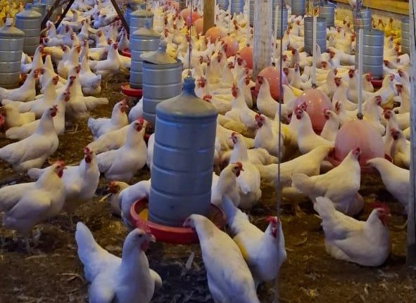 Primeiro avicultor legalizado de Cáceres demonstra exemplo da força do setor em Mato Grosso - EMPAER - Site
