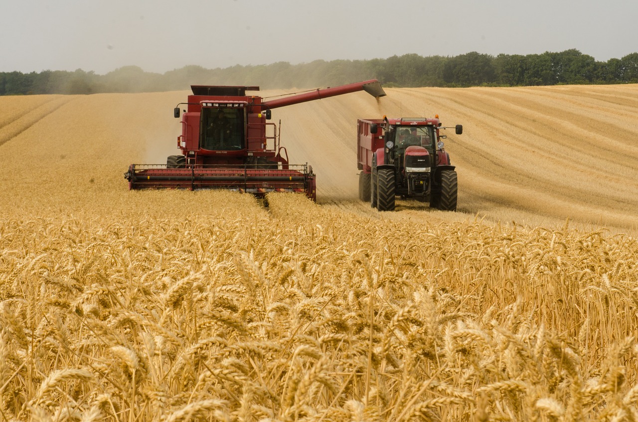 EUA vendem 579,8 mil t de trigo da safra 2025/26, aponta USDA