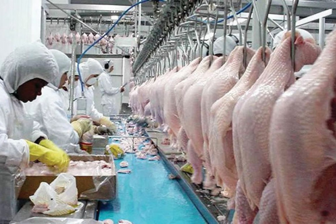 Avicultura brasileira já exportou mais de US$ 5,4 bilhões em 2025
