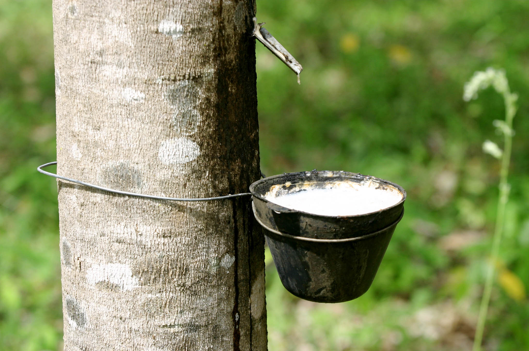 Camex mantém tarifa de 10,8% sobre borracha natural importada de fora do Mercosul