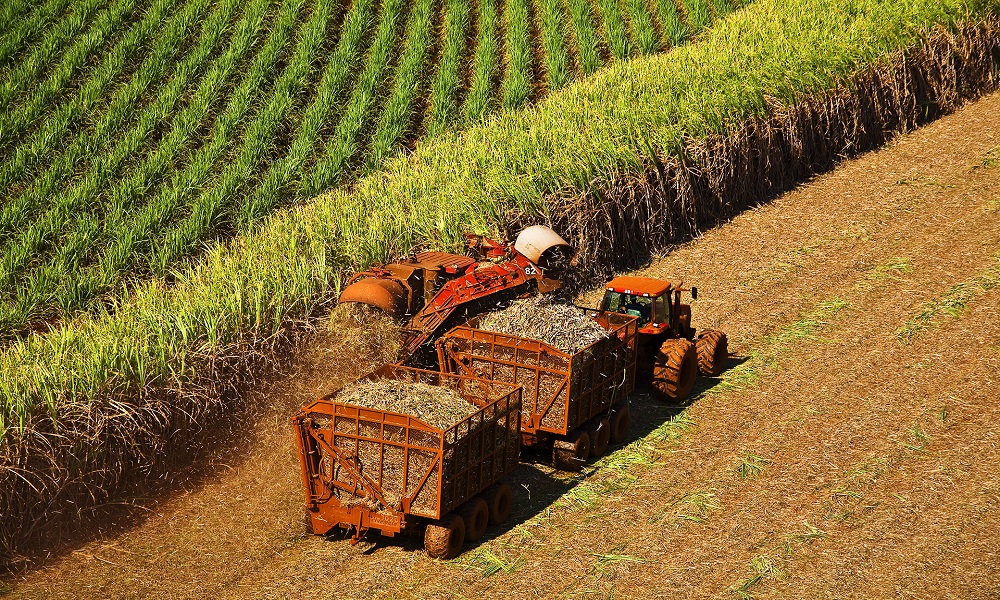 Moagem de cana-de-açúcar atinge 47,63 milhões de toneladas na primeira quinzena de agosto
