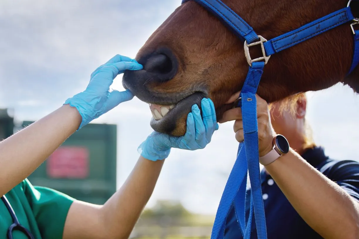 Saúde bucal equina: por que todo cavalo precisa de um “dentista”?
