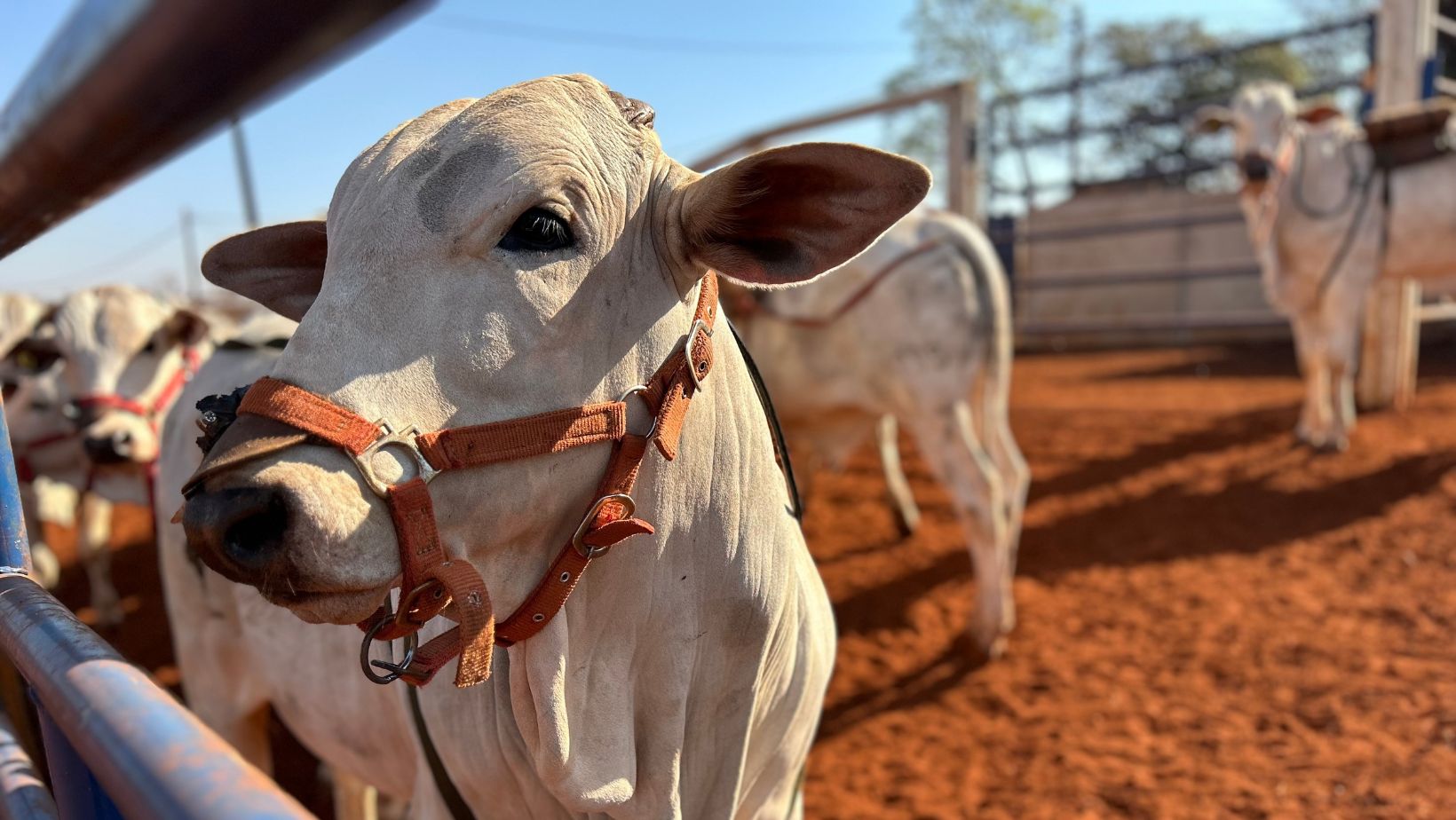 Dados de emissão de metano pelo gado de corte brasileiro é promissor
