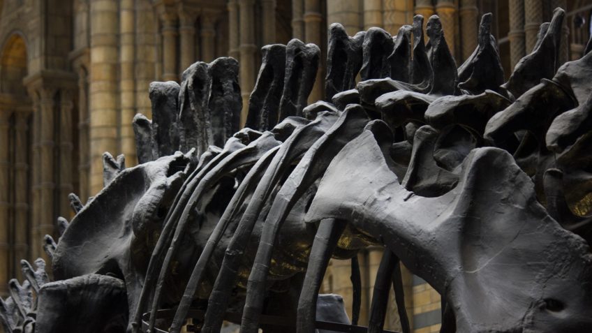 Dinossauro pescoçudo sul-americano ficava em pé com facilidade