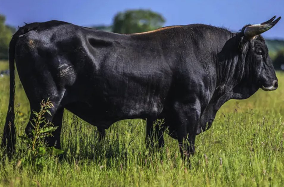 Raça do maior bovino do mundo, extinta em 1627, é recriada e volta aos pastos; vídeo