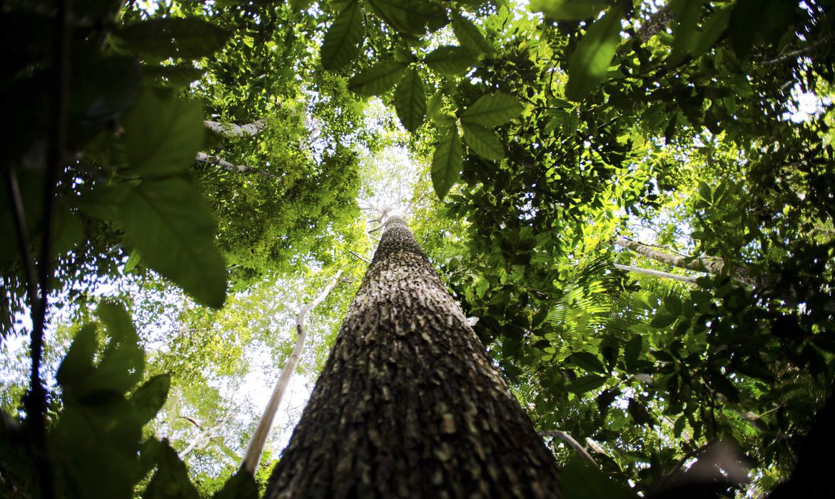 O que a Engenharia Florestal pode fazer pelo clima e pelo Brasil na COP30?