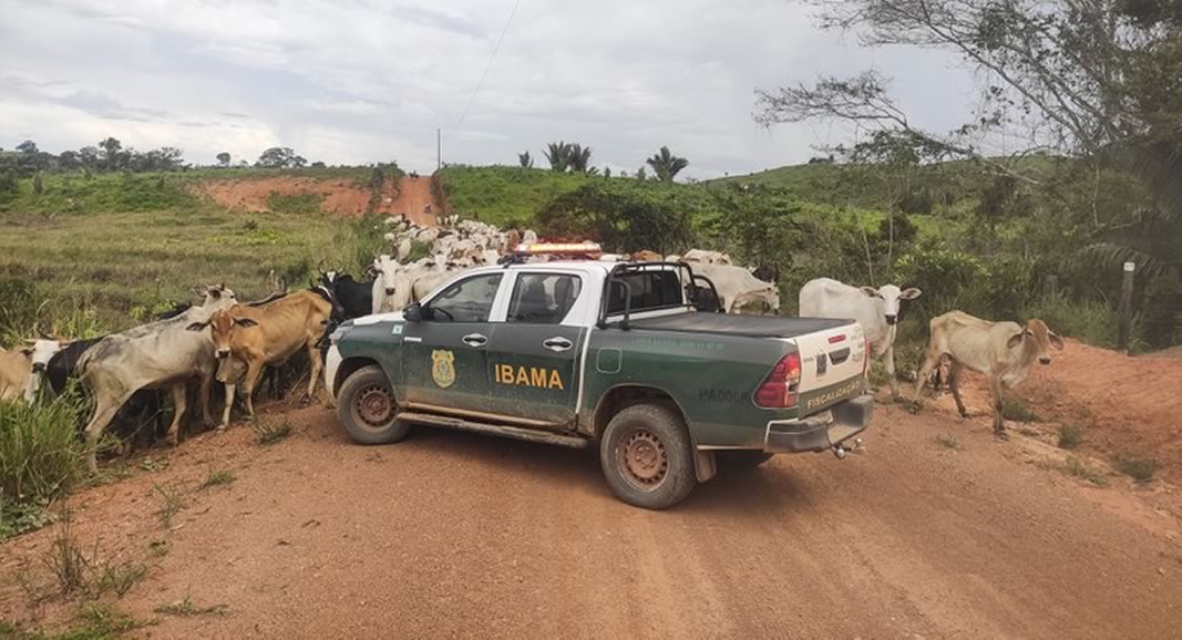 Ibama apreende mais de 7 mil cabeças de gado e aplica R$ 49 milhões em multas