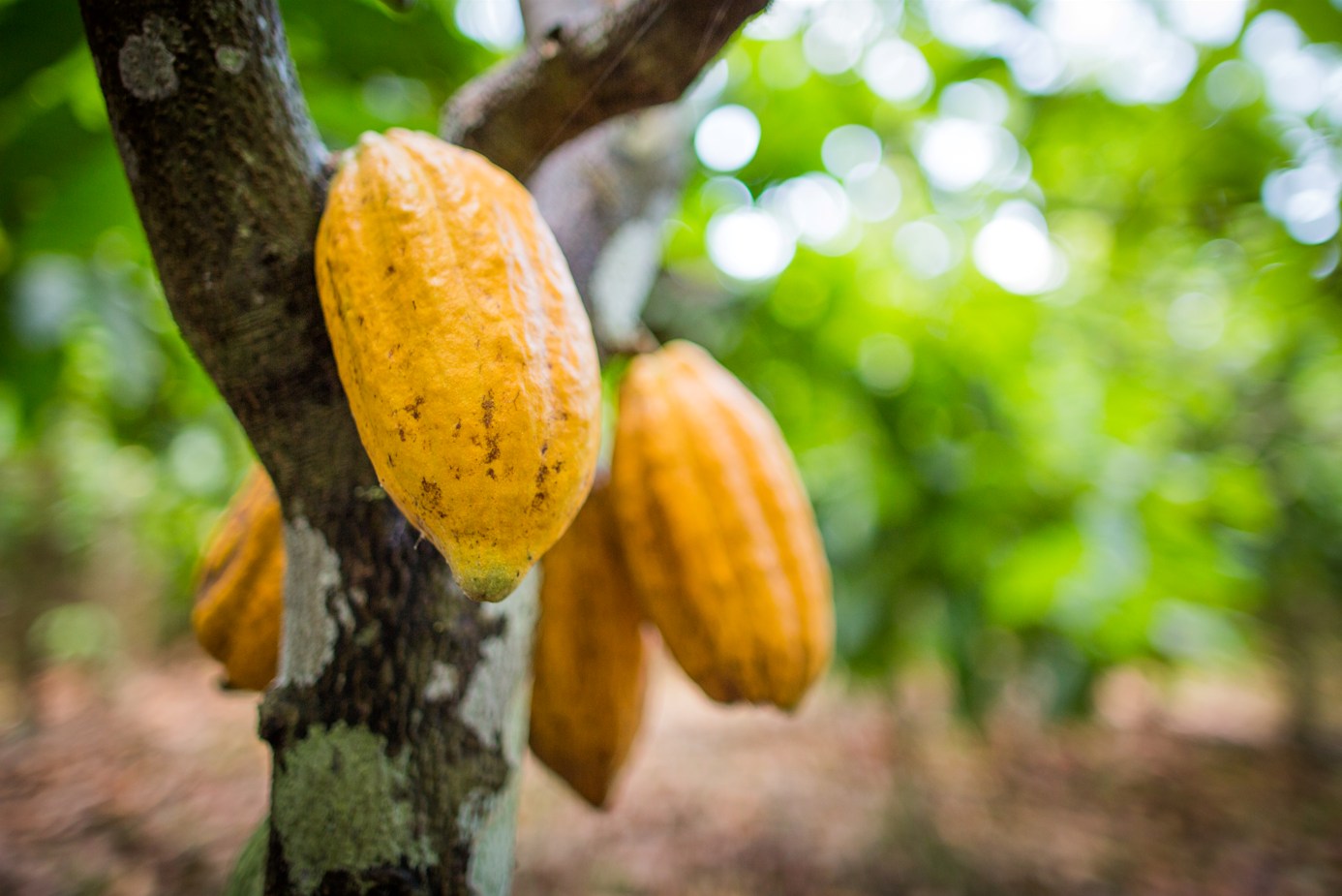 Cacau bate recorde histórico, mas produtores sofrem – agora – com o ‘banho de água fria’
