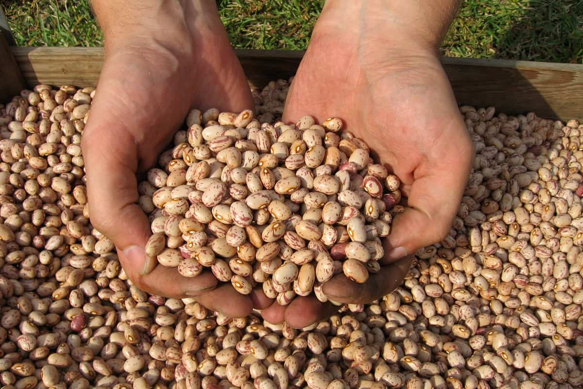 Preços do feijão encerram agosto em direções opostas