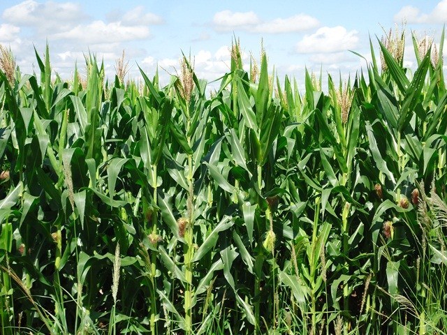 Concurso de Produtividade do Milho Verão 2025/26 está com inscrições abertas
