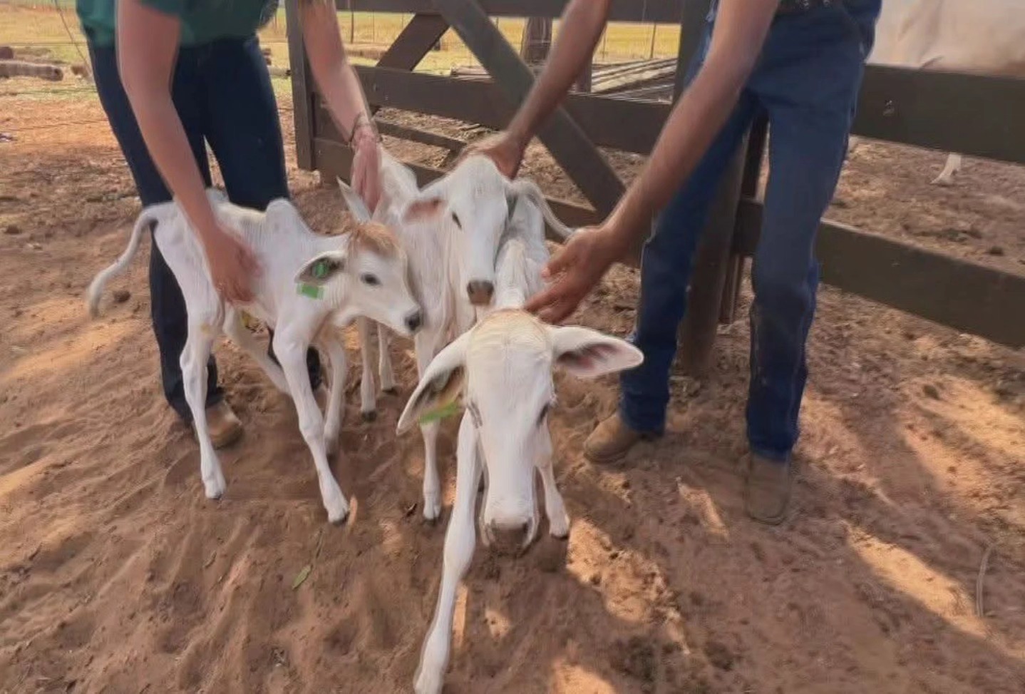 Raridade na pecuária: vaca Nelore dá à luz quadrigêmeos em fazenda de SP