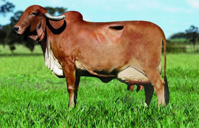 Pesquisa revela fatores decisivos para o sucesso da reprodução in vitro da raça Gir Leiteiro