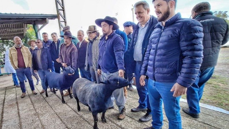 Conheça a Raça Texel, ovinos com maior representatividade na Expointer 2025