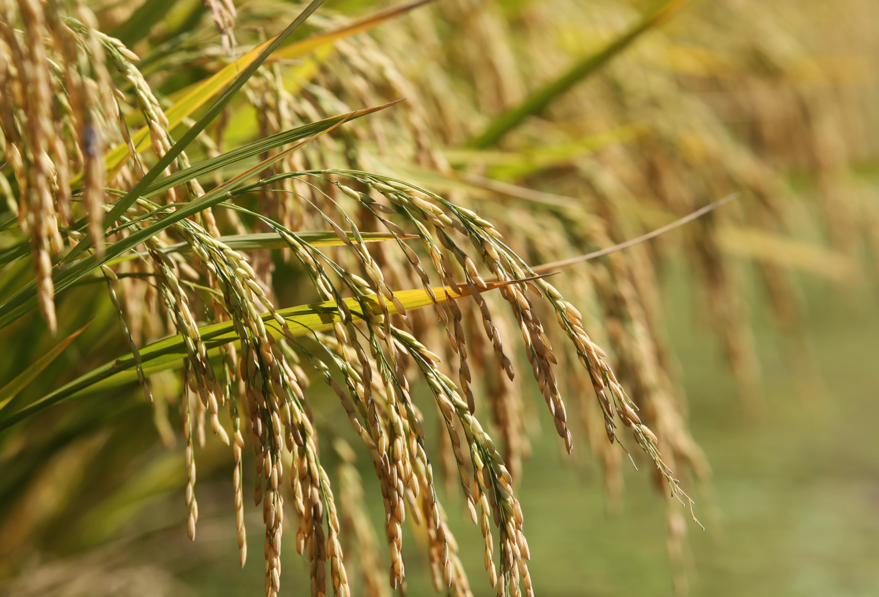 Conab anuncia R$300 mi para apoiar produtores de arroz no Brasil