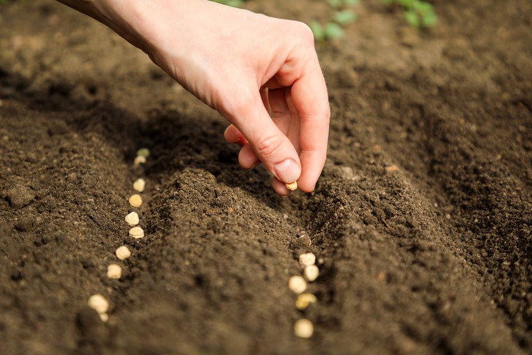 Agricultura aprova zoneamento Agrícola para milho 2ª safra de 13 Estados e DF