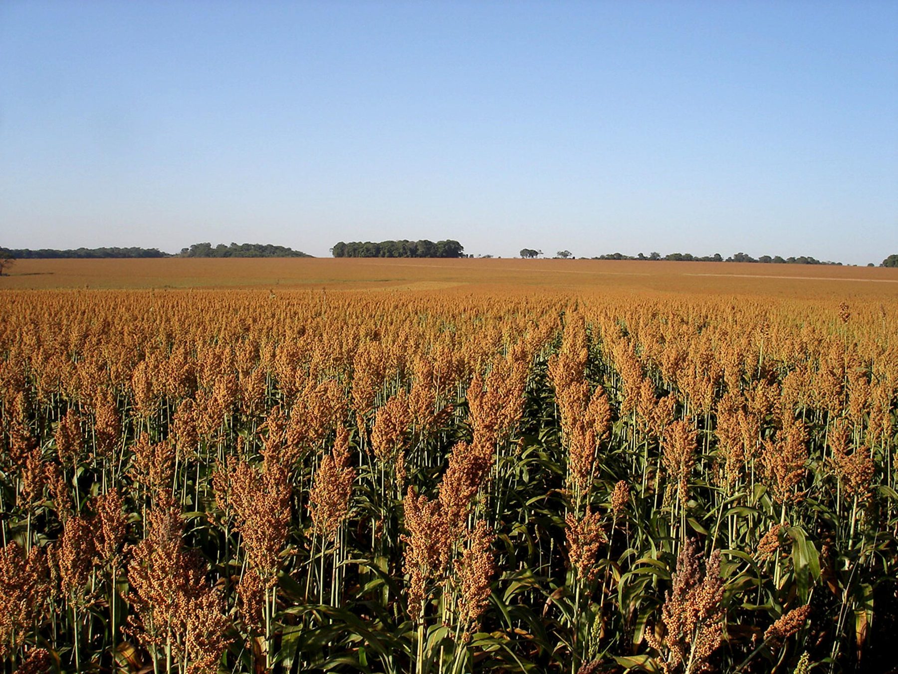 Sorgo vira aposta de rentabilidade na safrinha