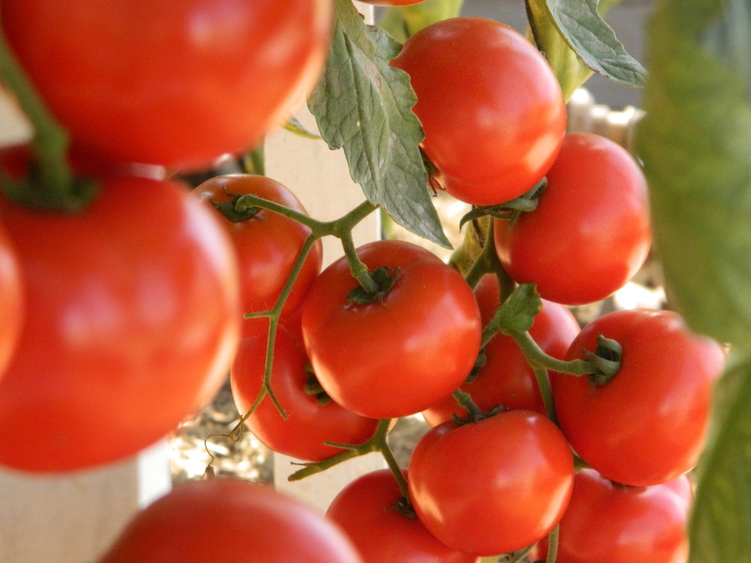 Preços do tomate caem com força em São Paulo