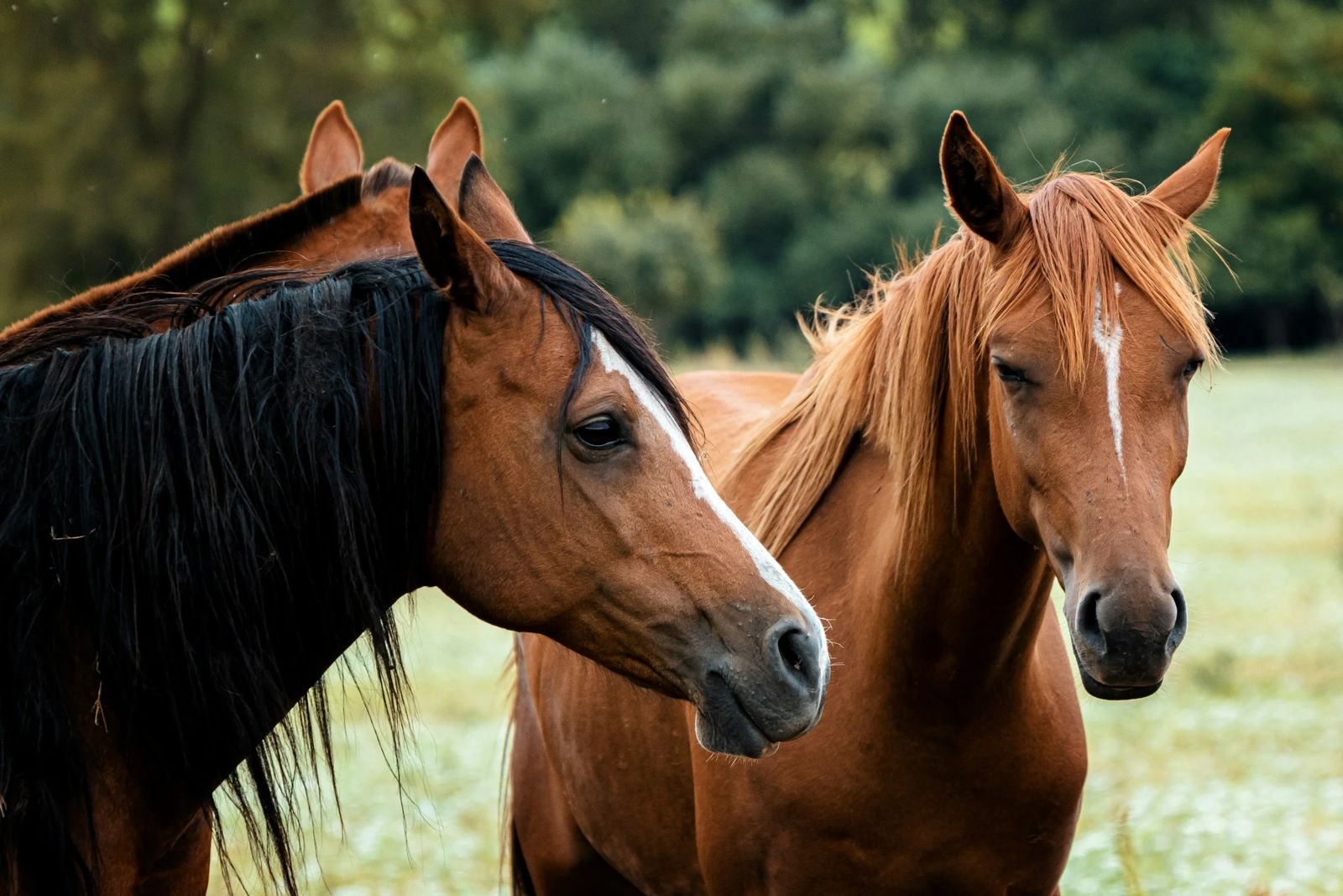 Projeto quer proibir o abate de cavalos, equídeos, mulas e jumentos em todo o Brasil