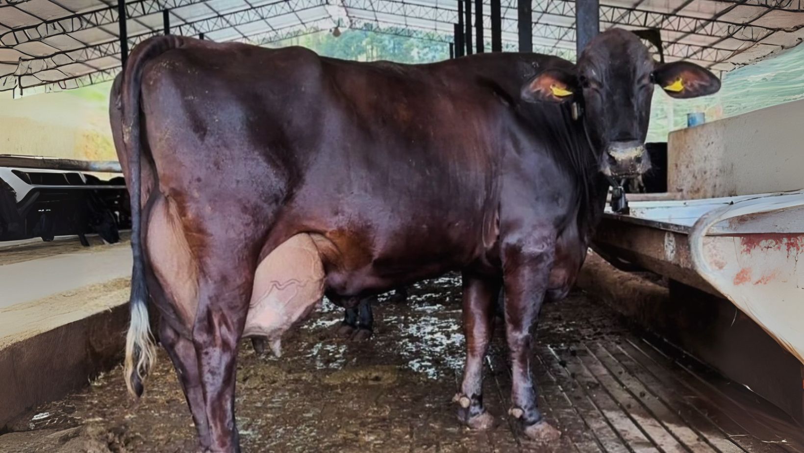 Vaca da raça Girolando bate recorde ao produzir mais de 343 litros de leite em apenas três dias