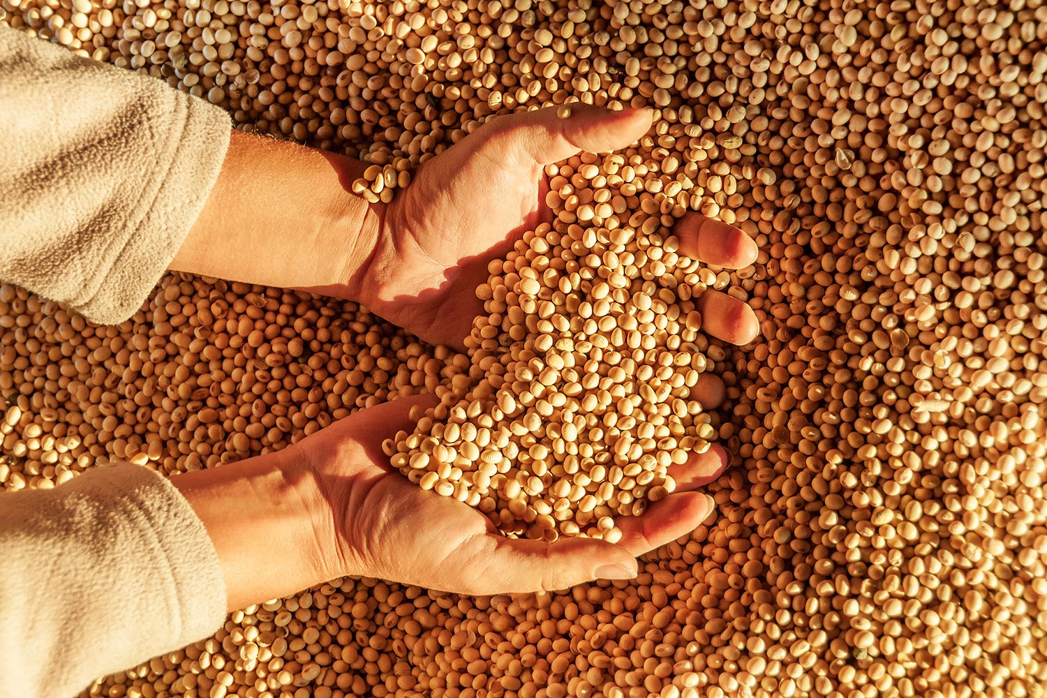 Emater vê queda na área com soja no RS, mas salto na produtividade com clima melhor
