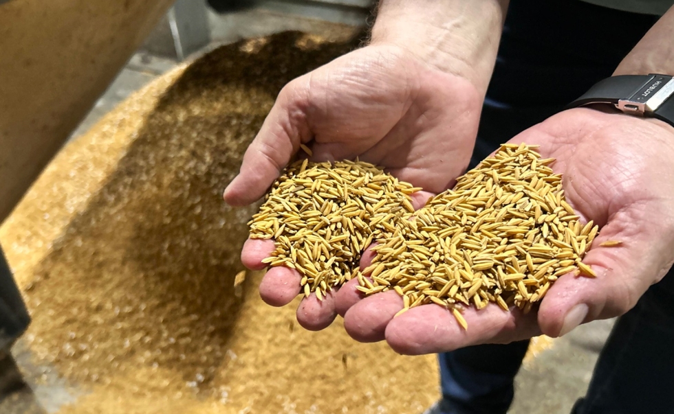 Queda do arroz em casca mantém pressão sobre beneficiado e varejo
