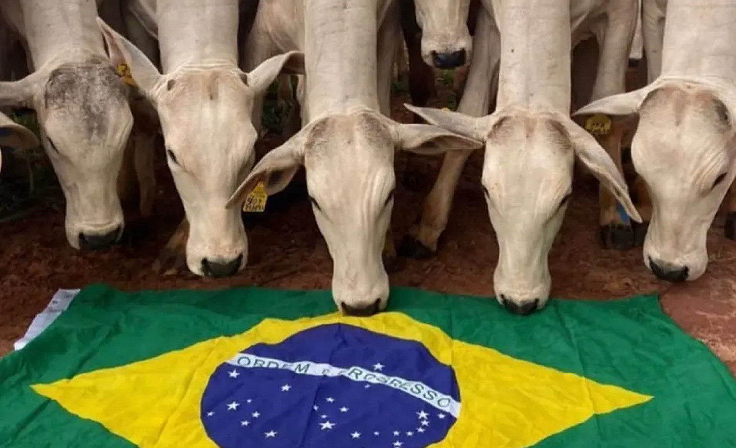 O mito do agro subsidiado: Estado abandona quem realmente alimenta o país
