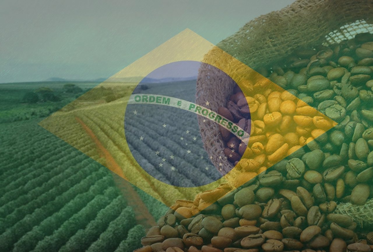 Conab atualiza produção de café para 55,2 milhões de sacas na safra 2025