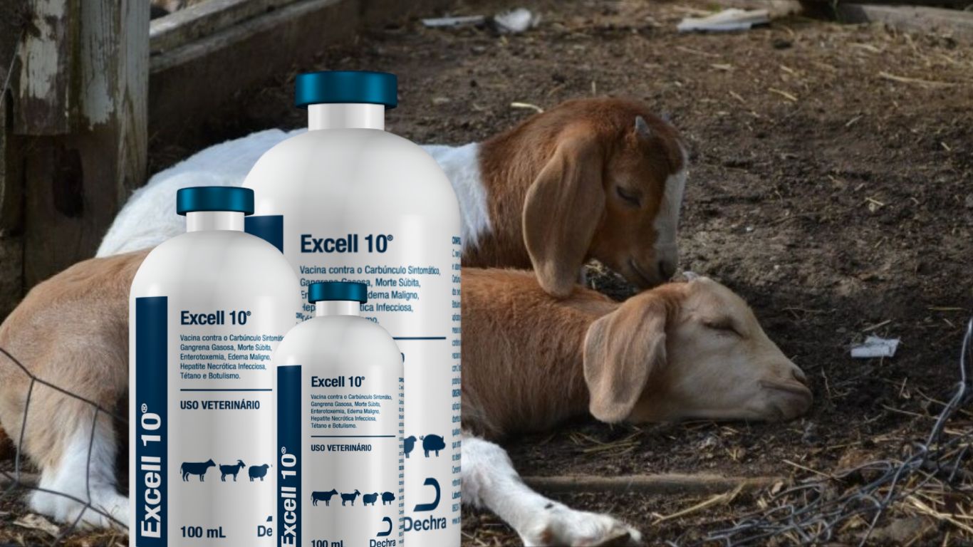 Cresce número de mortes de animais que tomaram a vacina EXCELL 10