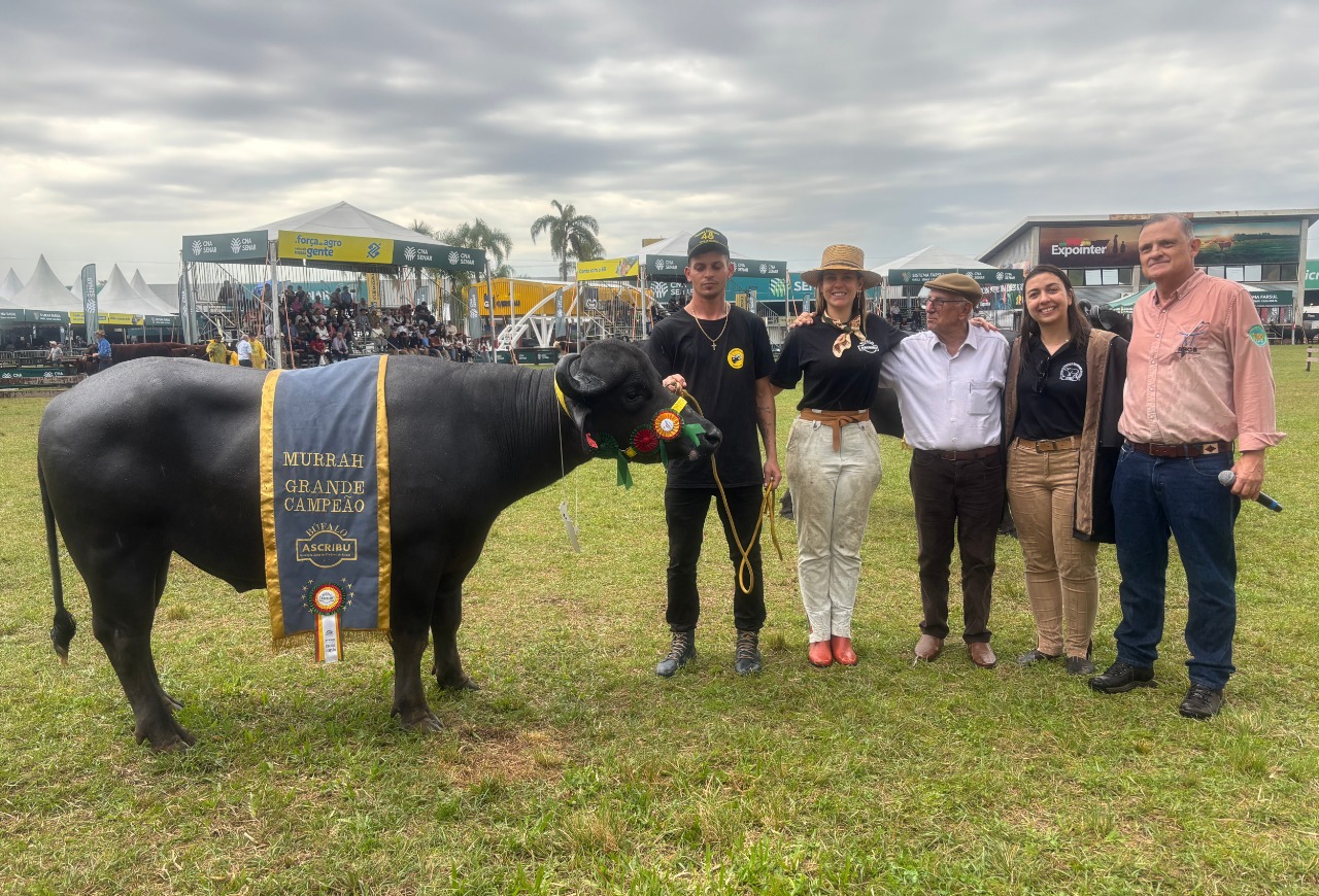 Julgamento de búfalos consagra campeões das raças Murrah e Mediterrâneo na Expointer