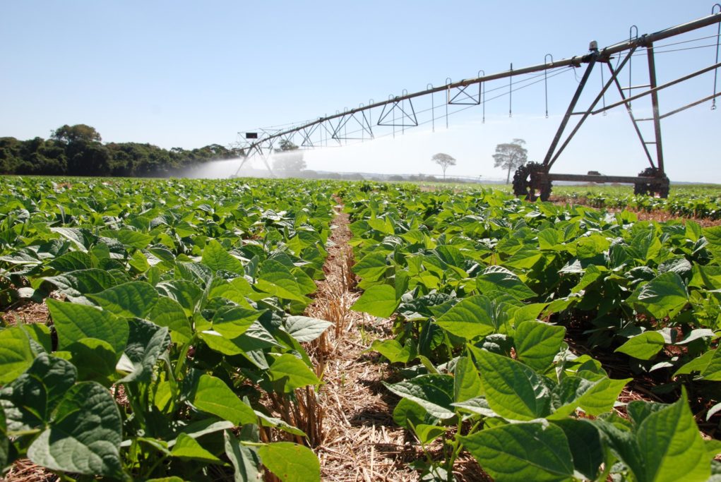 Expansão de área plantada de soja com Brasil deve ser “limitada” em 25/26, diz Rabobank
